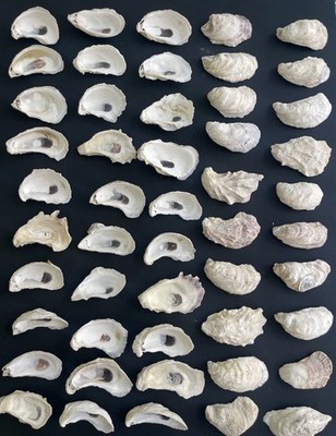 75 PCS Oyster Shells 2 -3  Oyster Shells Bulk for Home or Crafting