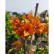 PLANT NOOK Bougainvillea  Fire Opal  Live Plant 2-Pack  Orange Coral Flowering