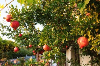 2 x Granatapfel schnellwüchsige exotische Pflanzen im Haus für den Garten