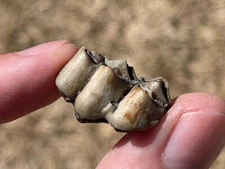 Florida Fossil Deer Tooth Odocoileus virginianus Pleistocene Mammoth Age Mammal
