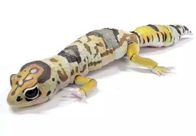 Mini Figur Western African Lizard Gecko (Whiteout) ''Illustrated Encyclopedia