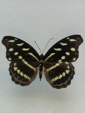 Entomologie Nymphalidae Catonephele Acontius Brésil Femelle 