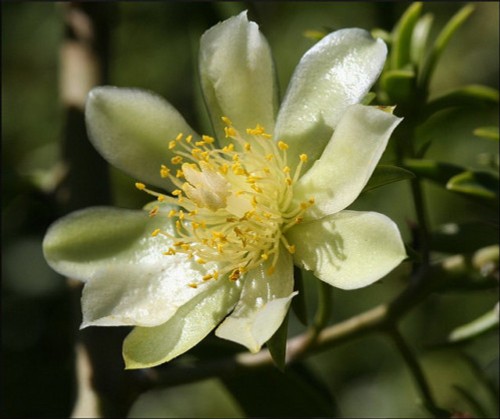 Pereskia aculeata VARIEGATED seltener Pflanzenkaktus 4" Topf V - Bild 2 von 5