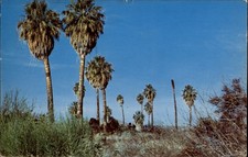 Desert Palms Oasis Colton California vintage postcard r207