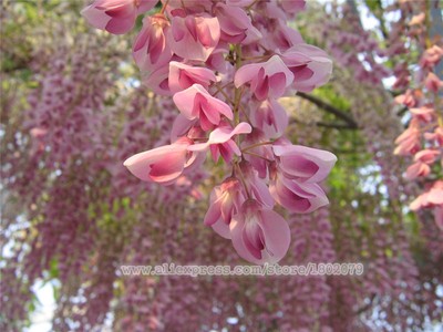 Pink Wisteria Tree Wisteria Tree For Sale Willis Orchards