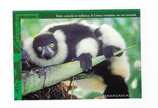 Postcard Madagascar - Lemurian Variegatus - Vintage - REF 1683