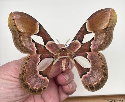 Saturniidae ROTHSCHILDIA ERYCINA****pair *****French Guiana | eBay