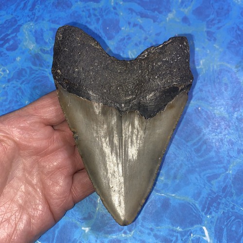 MEGALODON SHARK TOOTH 5.12” HUGE TEETH MEG SCUBA DIVER DIRECT FOSSIL NC 4543 - Picture 2 of 10