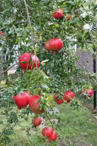 50 Pomegranate,Turkish sweet organic pomegranate,Punica granatum,SA13