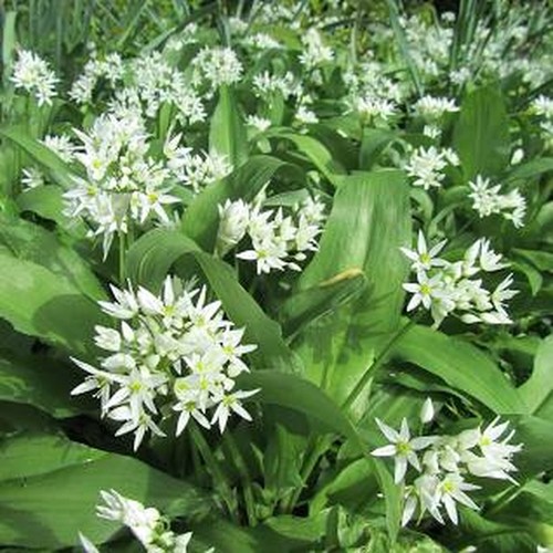 WILD GARLIC HERB ALLIUM URSINUM RAMSONS WILD FLOWER NATURAL SEED 50 SEEDS - Picture 13 of 17