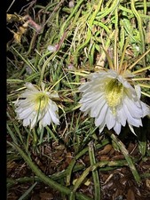 Queen Of The Night Blooming Cactus rooted  Cereus Selenicereus