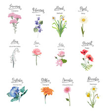 Flower of the Month Temporary Tattoos 18 Total Designs Colorful MED Size Floral