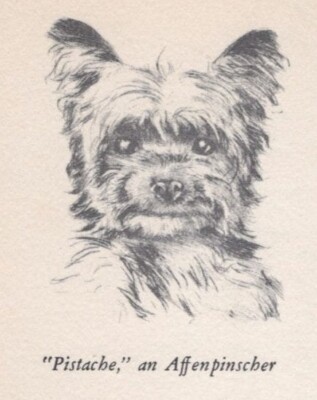 Affenpinscher ''Head'' - CUSTOM MATTED - Vintage Dog Art Print - 1940 Diana Thorne