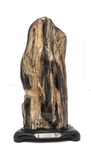 4300gr HERMOSA MADERA PETRIFICADA NATURAL PARCIALMENTE PULIDA INDONESIA