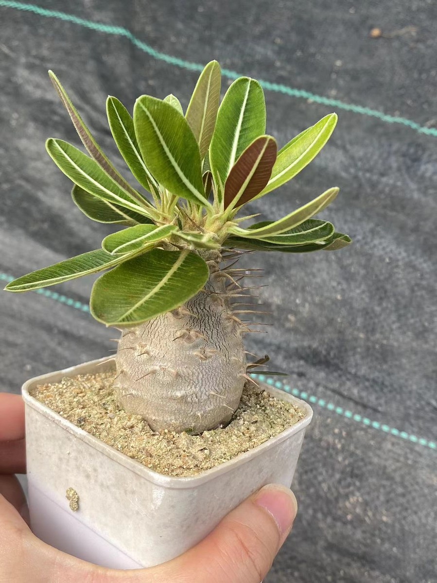 Pachypodium rosulatum gracilius Succulent plant Garden beautiful