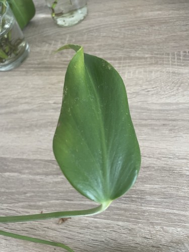 Monstera Burle Marx Flame | Collector | Rare | Cutting Roots | House Plant - Picture 5 of 11