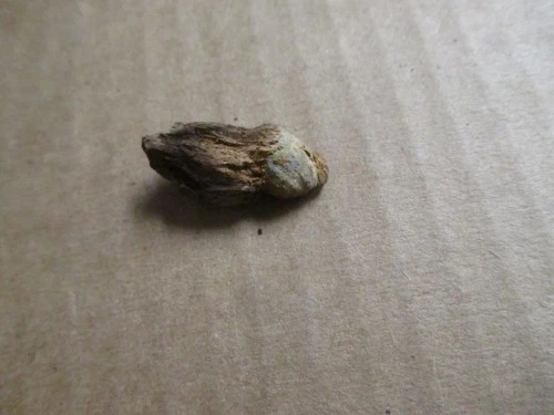 Civil War era? dug small BULLET IN WOOD relic - Kennesaw, Georgia