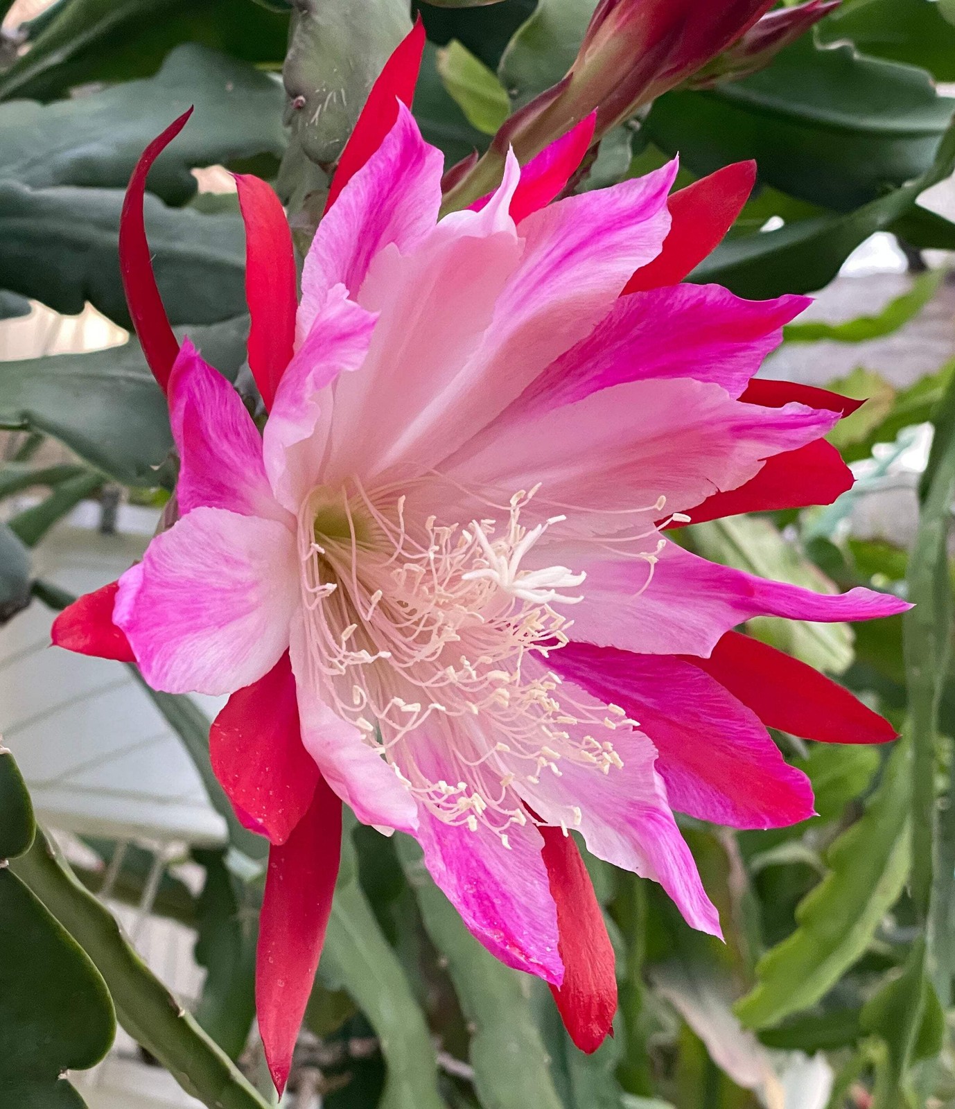 Epiphyllum Hybrid 'Wild Thing' Fully - Rooted Starter Pot