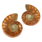 Ammonites Pair Polished Ø Approx 78mm / 117g Fossils Snail from Madagascar