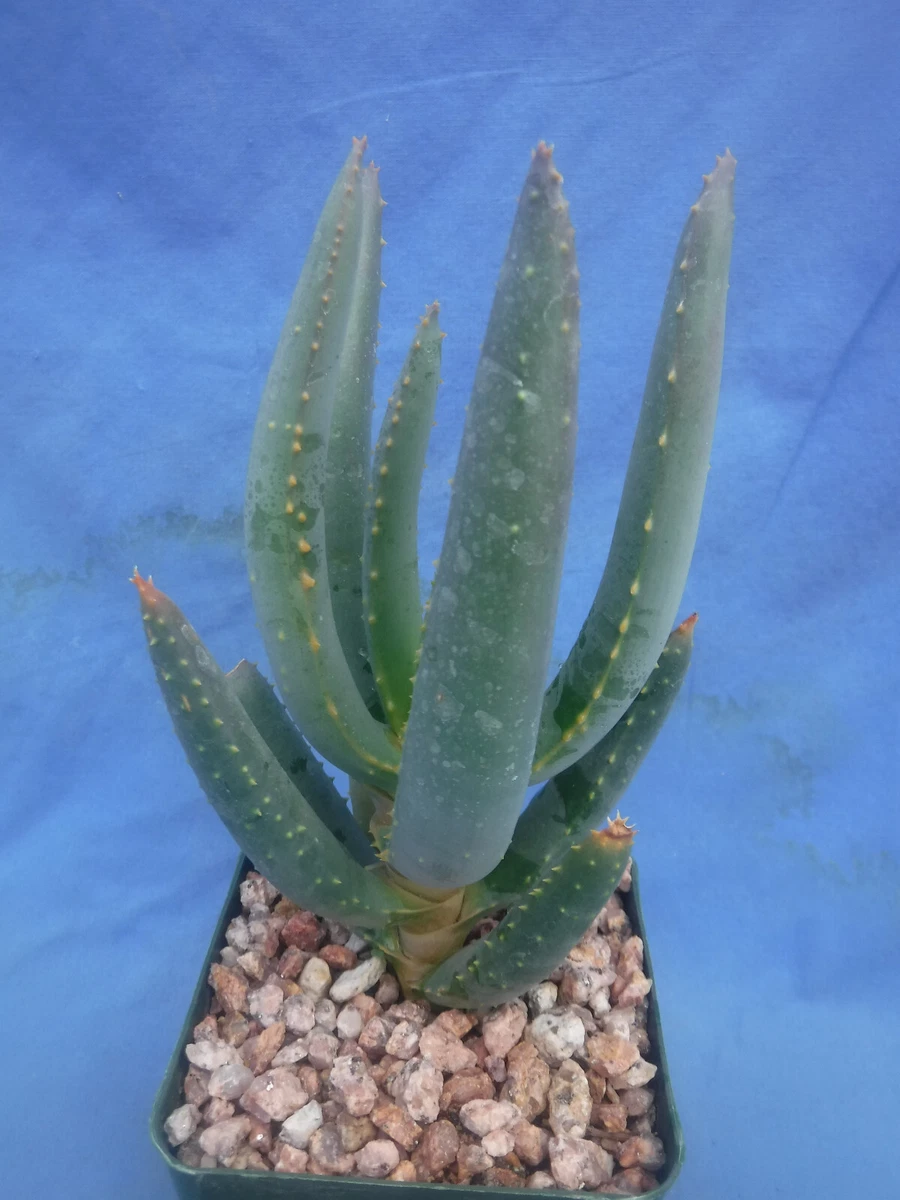 Aloe Cactis&Succulents for sale | eBay