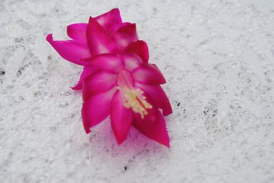White Christmas Cactus Plant/thanksgiving Cactusplant -island Pearl- Live STARTER Plant-schlumbergera Truncata Ship No Pot