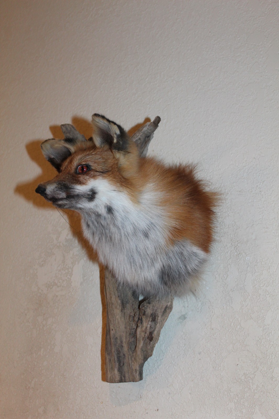 New Fox Head Mount Taxidermy Whitetail Deer Antler Mule Wolf Hunt