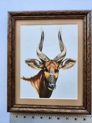 Guy Coheleach BONGO 8x10 framed 2.1 518