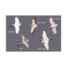 Skyflight Coastal Birds Seagull Hanging Baby Classroom Mobile Educational Decor
