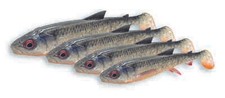 Savage Gear 3D Whitefish Shad Fishing Bait