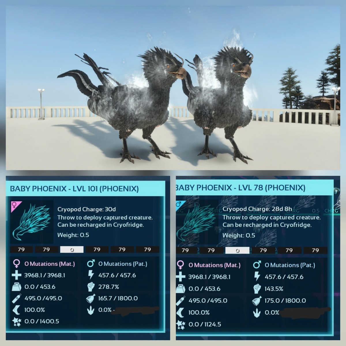 PHOENIX FULL BLACK ID79 BABY PAIR ARK ASCENDED PVE PC/XBOX/PS5 | eBay