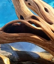 Large Driftwood Manzanita aquascape aquarium Terrarium Bonsai  24"×24"×16"