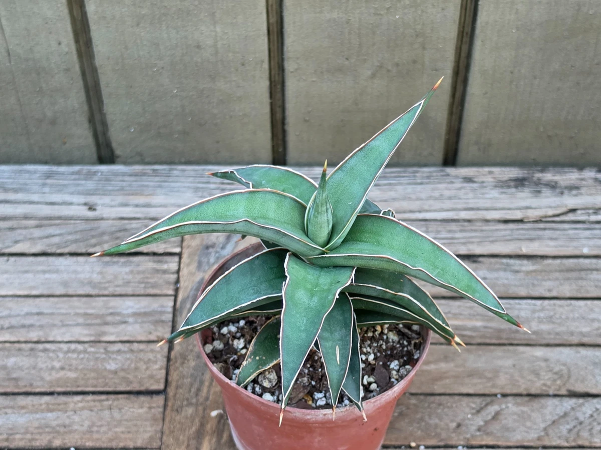 Sansevieria Cactis&Succulents for sale | eBay
