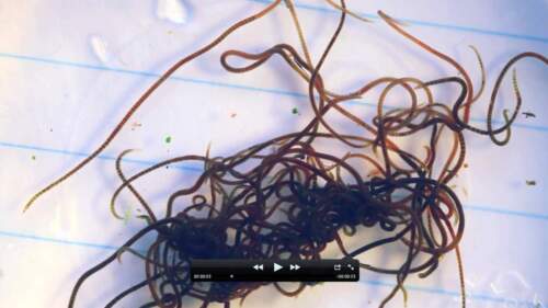 Live Californian Black Worm  (Lumbriculus variegatus)Tropical Fish Food Aquarium - Picture 1 of 2