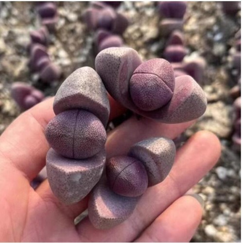 3-5 cm Pleiospilos Nelli Rubra Plantas Suculentas Hogar Jardín Planta con Flor - Imagen 9 de 10