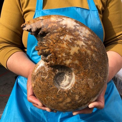 7.41LB Polishing and Restoration of Natural Conch Specimens from Madagascar 4611