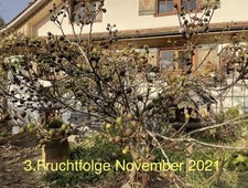 2 Feigenbaum Stecklinge orig SOTSCHI GOLD Riesenfeige Allgäu ❤️SONDERANGEBOT ❤️