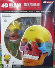 Puzzle anatomico 17 PARTI anatomia umana 4D master testa teschio modello educativo