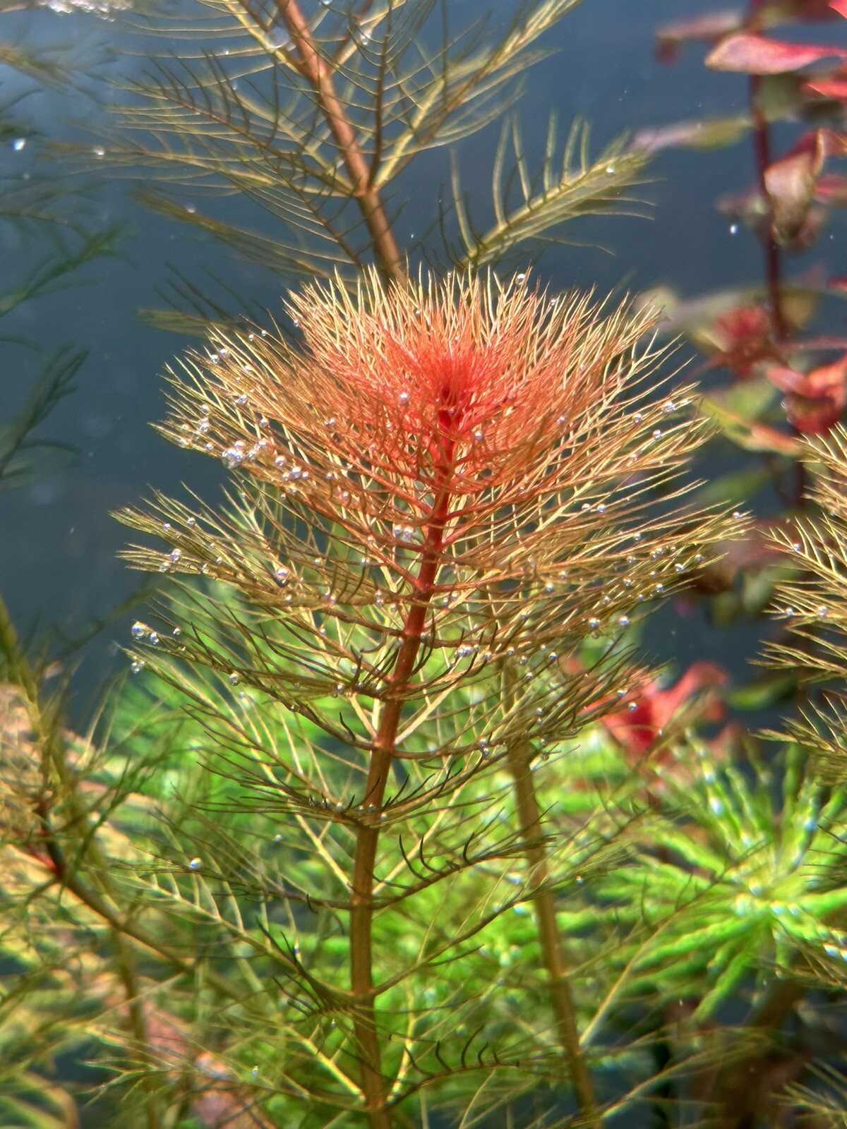 Myriophyllum Tuberculatum Red Live Aquarium Plant eBay