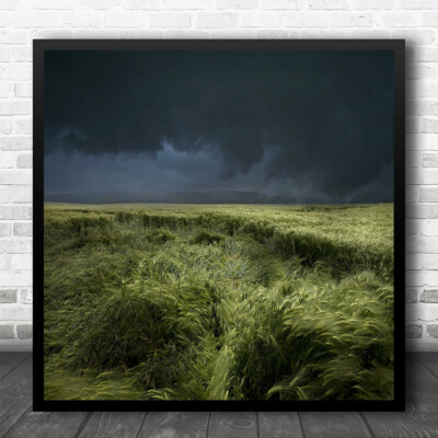 Regenfeld Landschaft Deutschland Schwäbische Alp Gras Weizen grüner Himmel quadratisch Kunstdruck