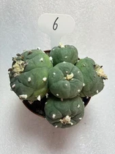multi-head Succulent Plant cactus home potted Garden beautiful Multihead WYSIWYG