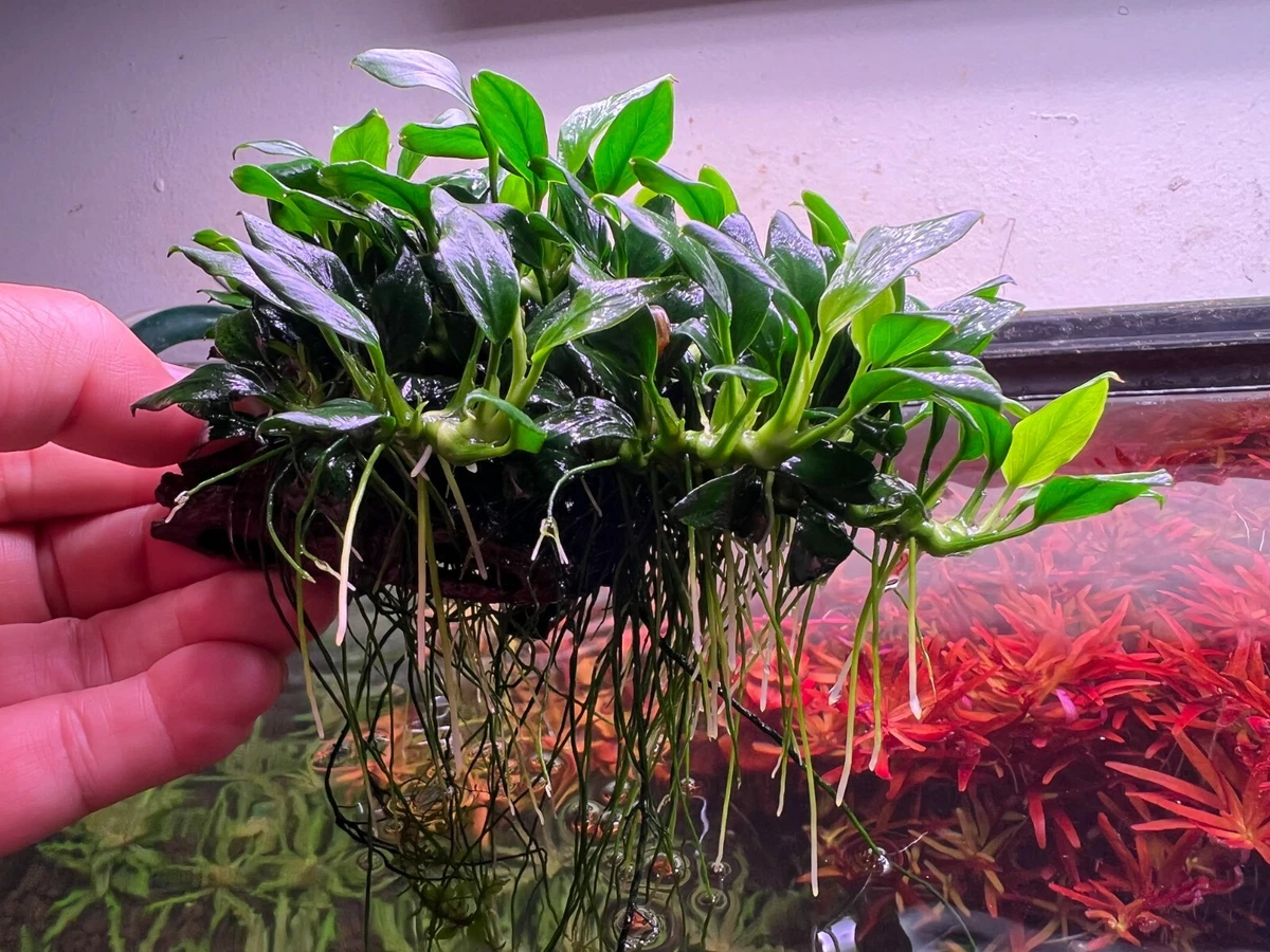 Ebay Aquarium Plants