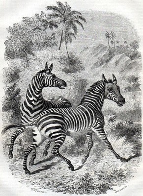 Zebra 1854 Félix Jean Gauchard - W.H. Freeman ANTIKE GRAVUR
