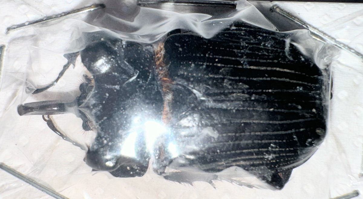 Scarabaeidae Trichinae Pantodinus klugi 32mm A1 from GUATEMALA