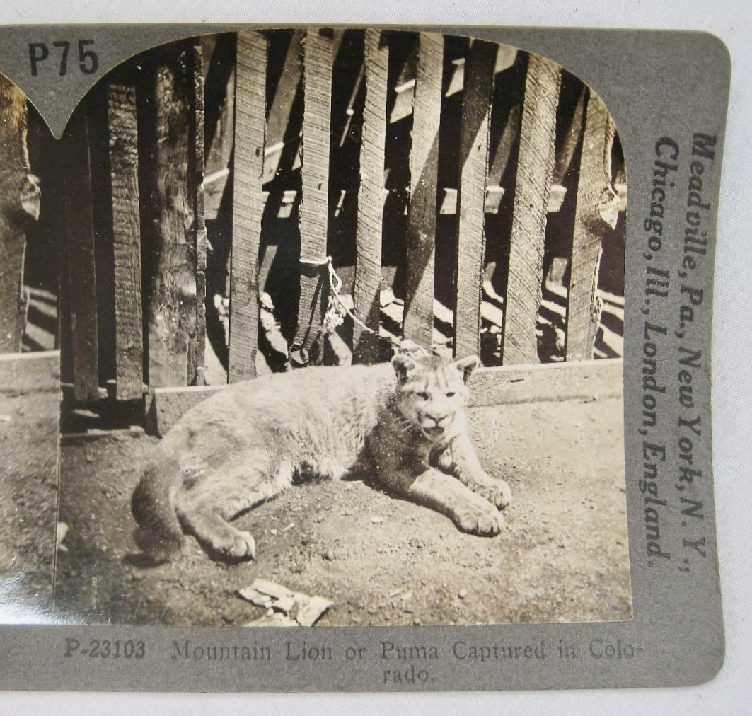 Stereoview Keystone View Co P23103 Mountain Lion Or Puma Captured