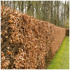 15 Green Beech Hedging Plants 1-2ft In 1L Pots Fagus