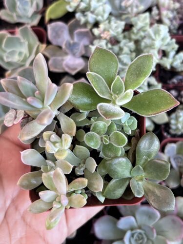 1” Succulent Mini Garden Assortment (12 Rooted Cuttings) - Picture 1 of 3