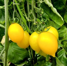 15 graines de Tomate piennolo del vesuvio jaune bio
