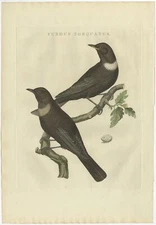 Antique Bird Print of the Ring Ouzel by Sepp & Nozeman (1797)
