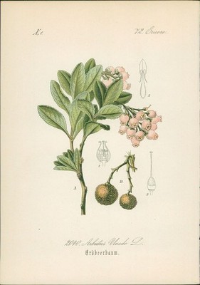 Chromolithographie : Westlicher Erdbeerbaum. Arbutus Unedo L. Ericeae. Hallier, 