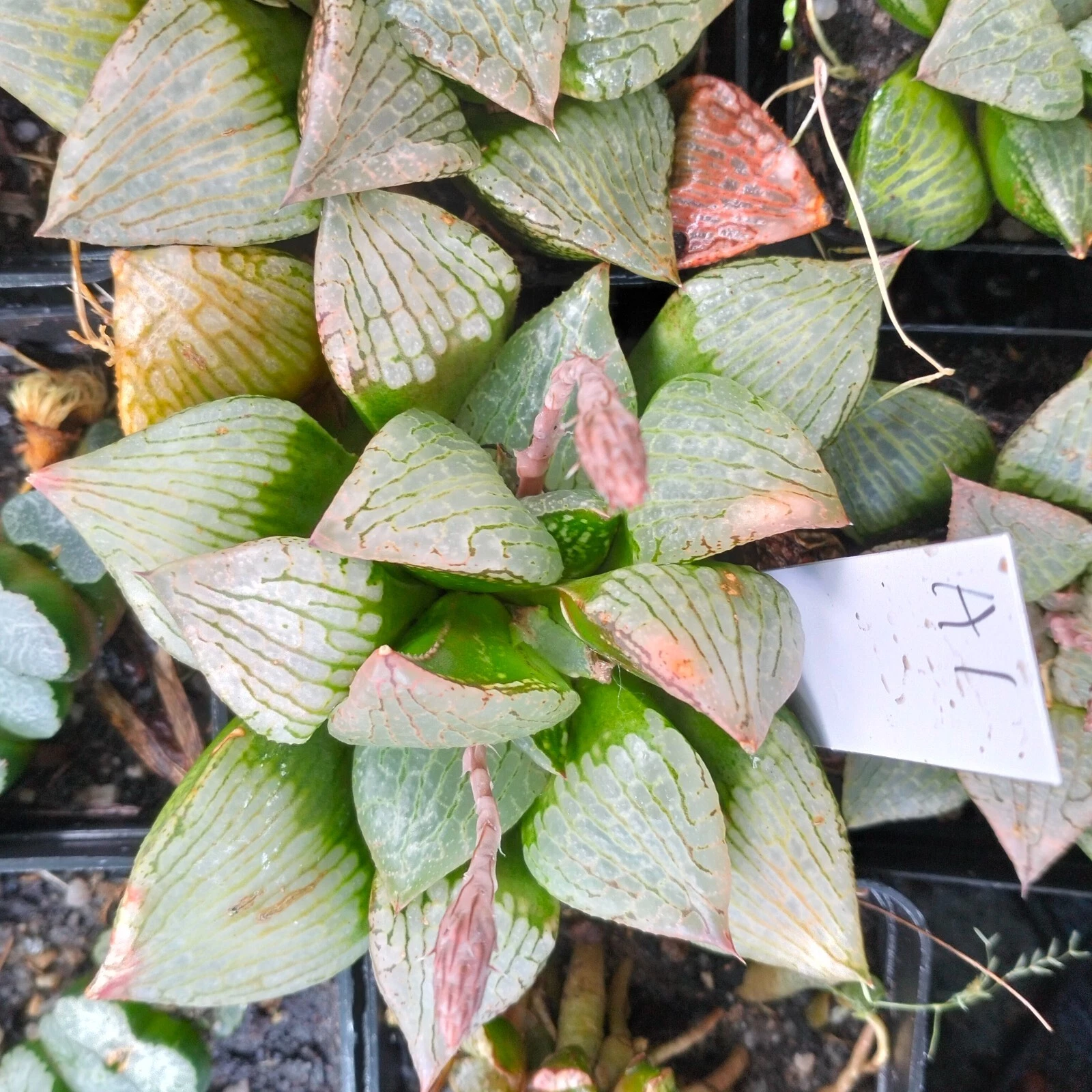 Haworthia mature plant very well rooted , Succulent
Opens in a new window or tab